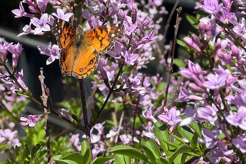 Butterfly in Mill Brook