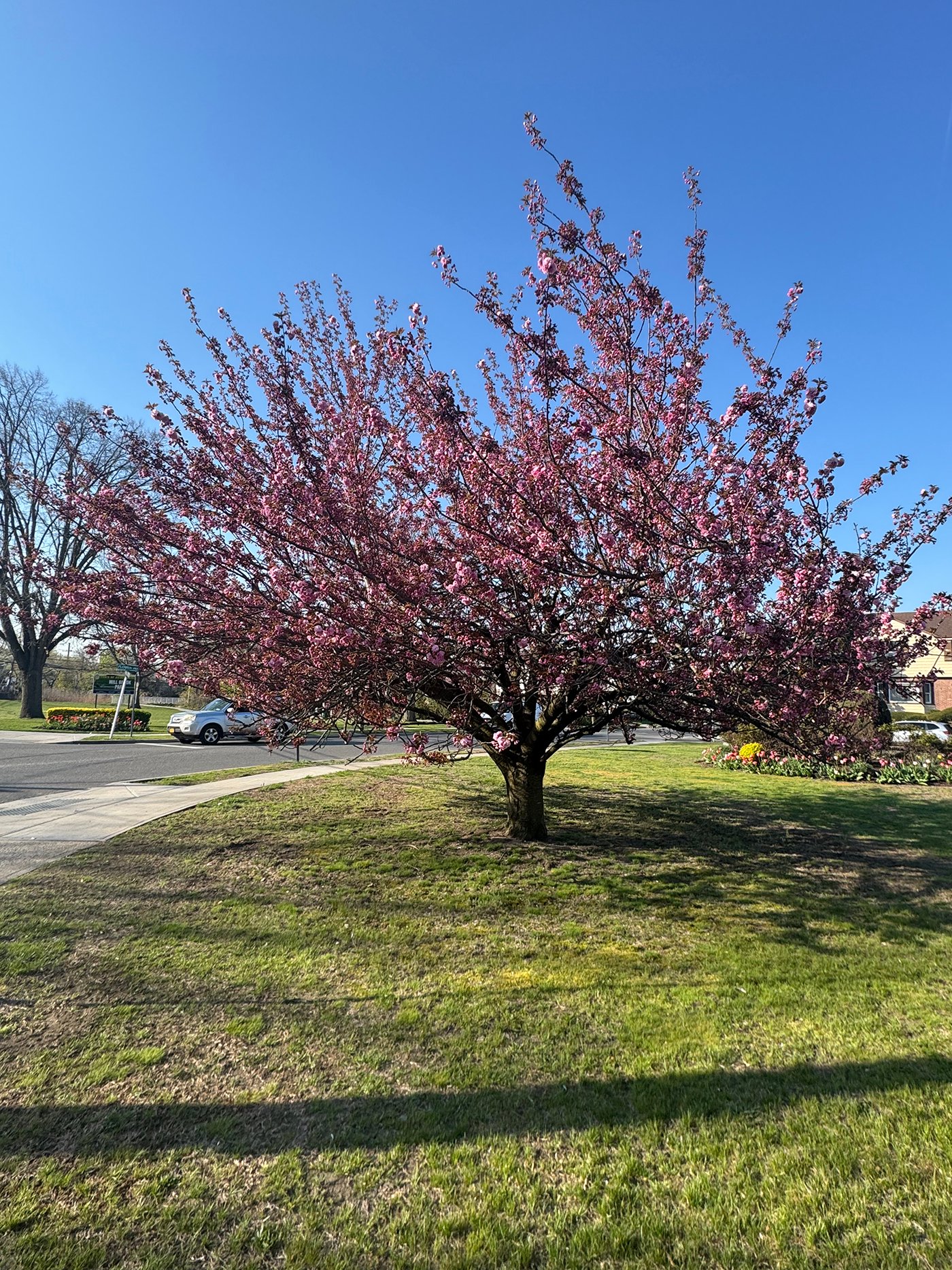Mill Brook Cherry Blossom Tree